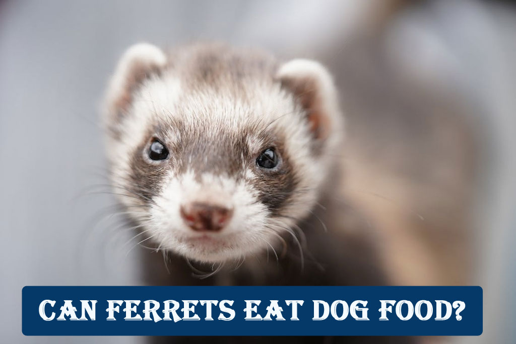 Can Ferrets Eat Dog Food?